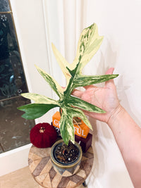 Philodendron (Florida x Mayoi) x Mayoi variegated