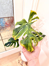 Monstera Ocean Mint Green Coral