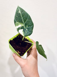 Alocasia Maharani Albo