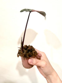 Alocasia Serendipity Variegated