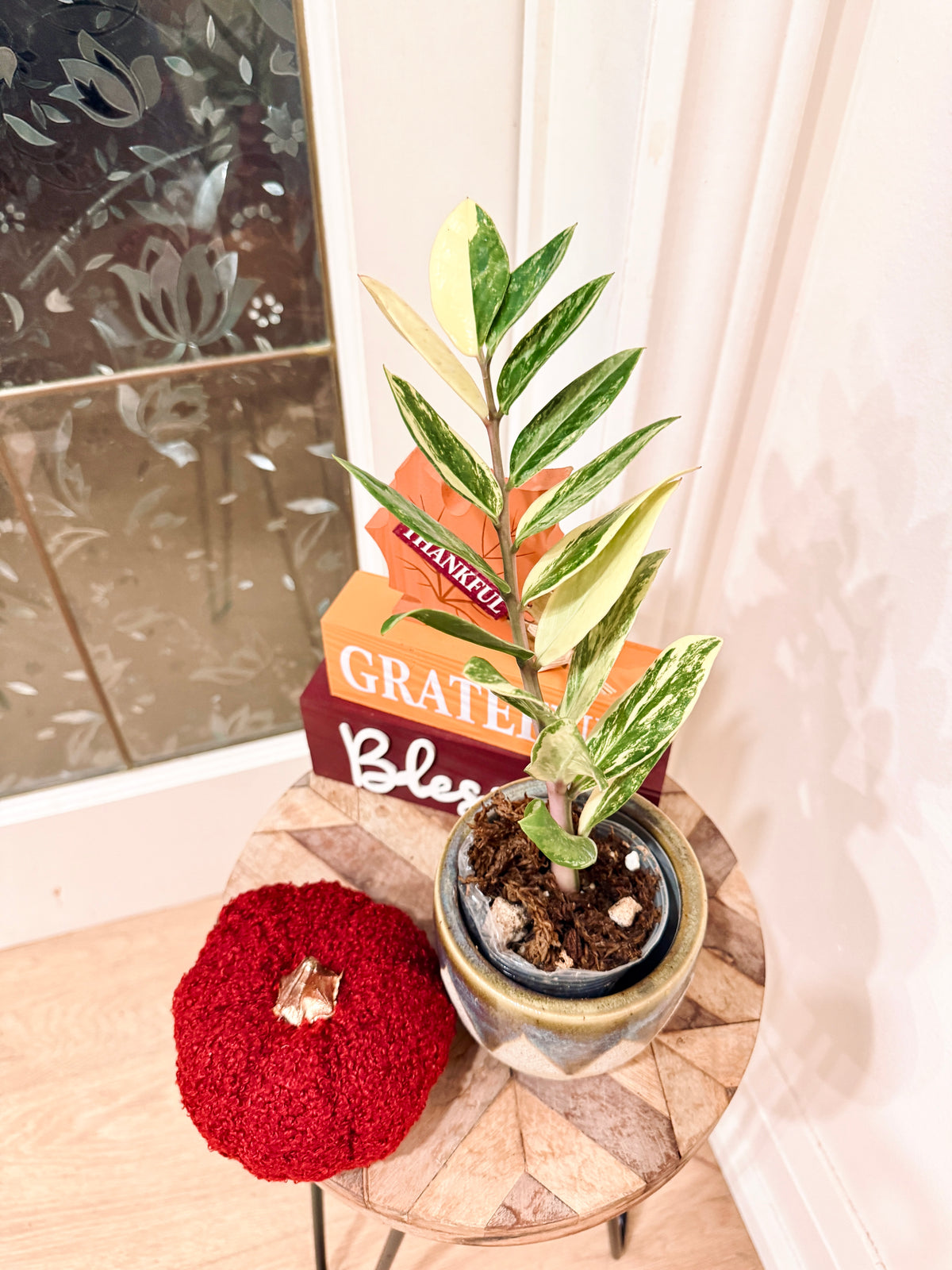 ZZPlant Aurea