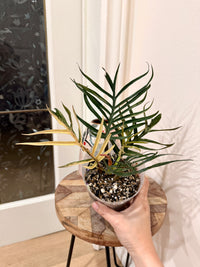 Philodendron Tortum Variegated