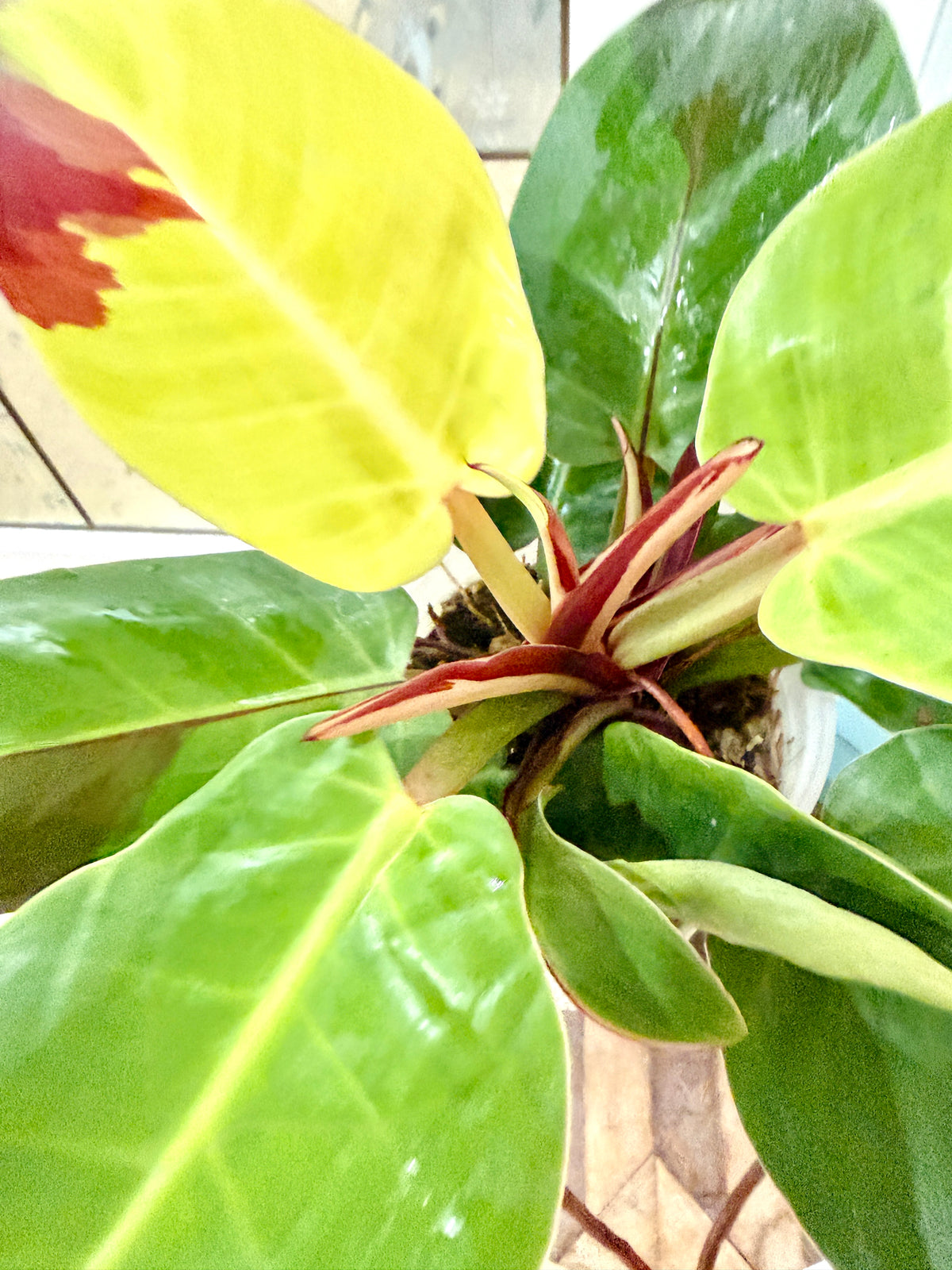 Philodendron Red Moon Variegated