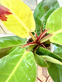 Philodendron Red Moon Variegated