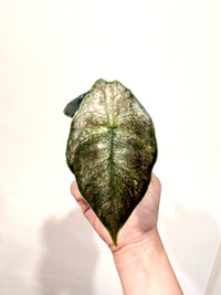 Alocasia Azlanii Pink Variegated