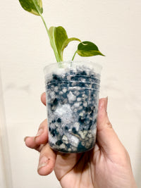 Monstera Electrolyte
