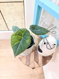 ALOCASIA GOLDEN LIME