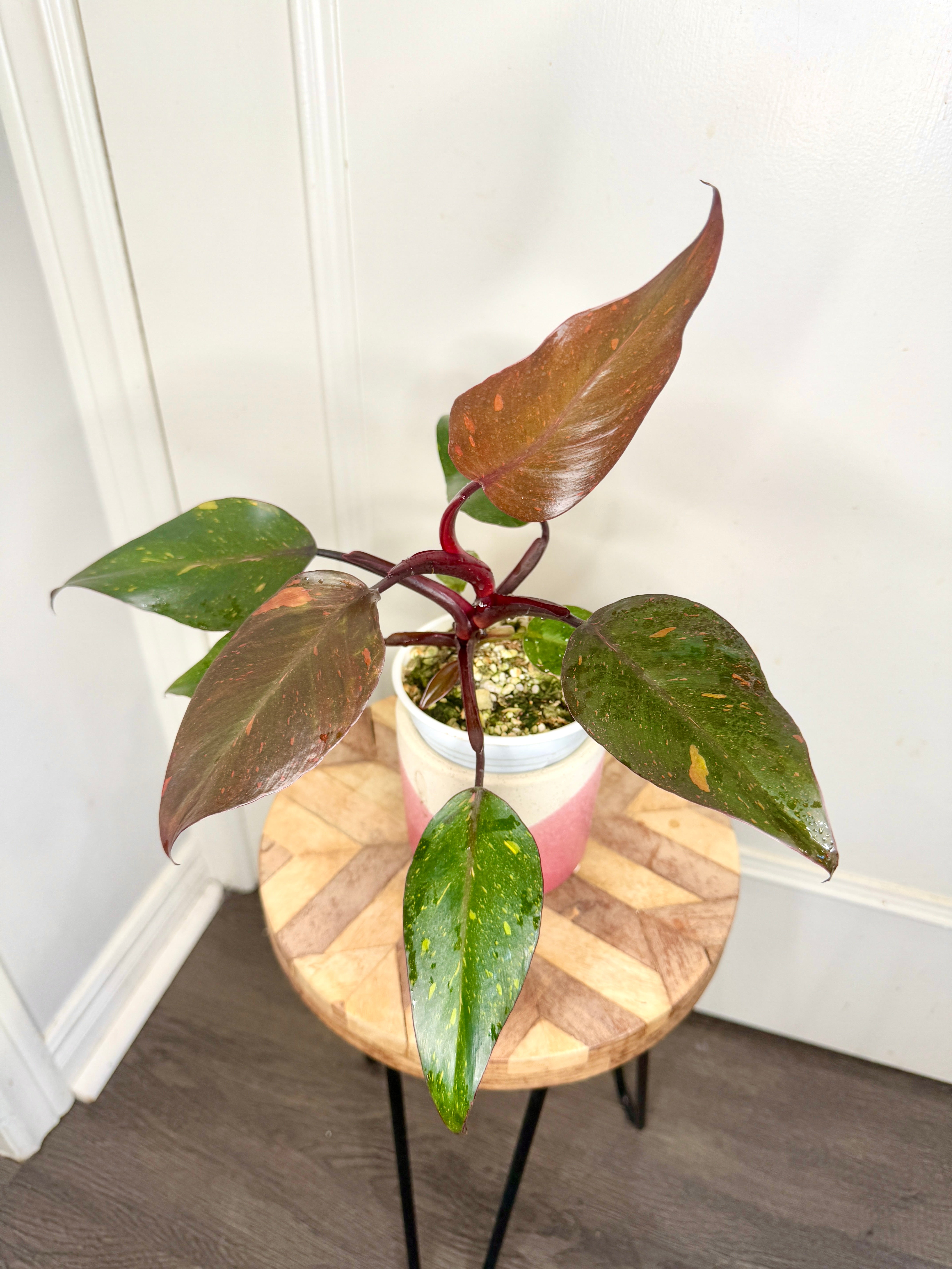 5月21日まで【orange Princess❤︎】さま専用ページ　オーダー Philodendron Orange Princess – Rare Tropical Plants Canada