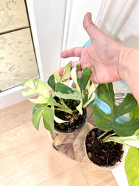 Rhaphidophora tetrasperma combo