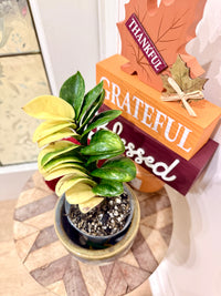 ZZ Dwarf Gold Variegated Plant