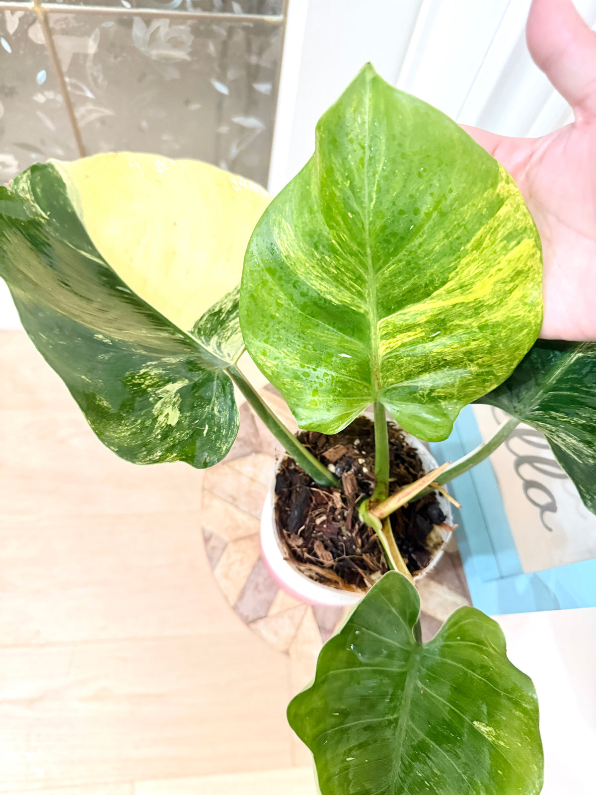Philodendron White Knight Aurea/Tricolour