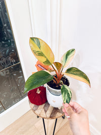Philodendron Red Congo Variegated