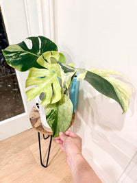 Monstera Deliciosa White Tear