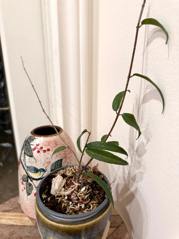 Hoya Paradisea