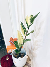ZZPlant Aurea
