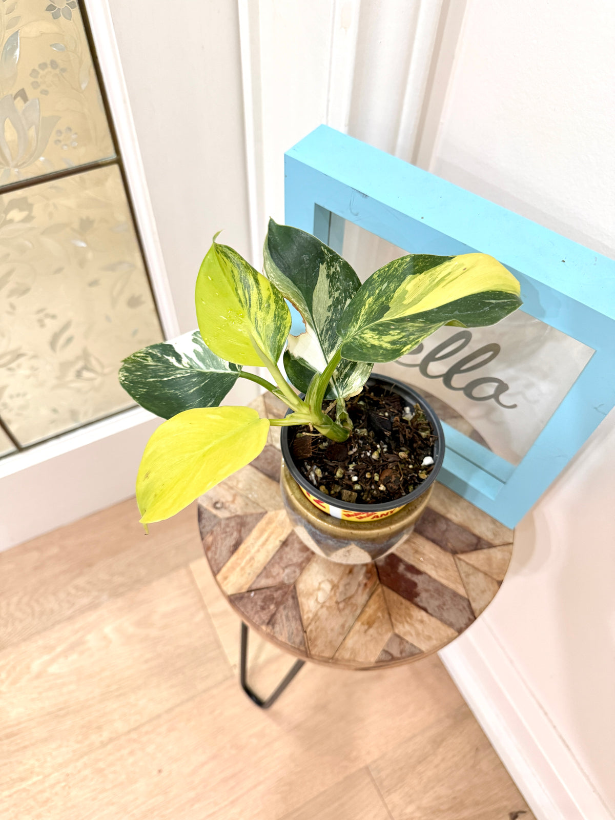 Philodendron White Wizard Tricolour
