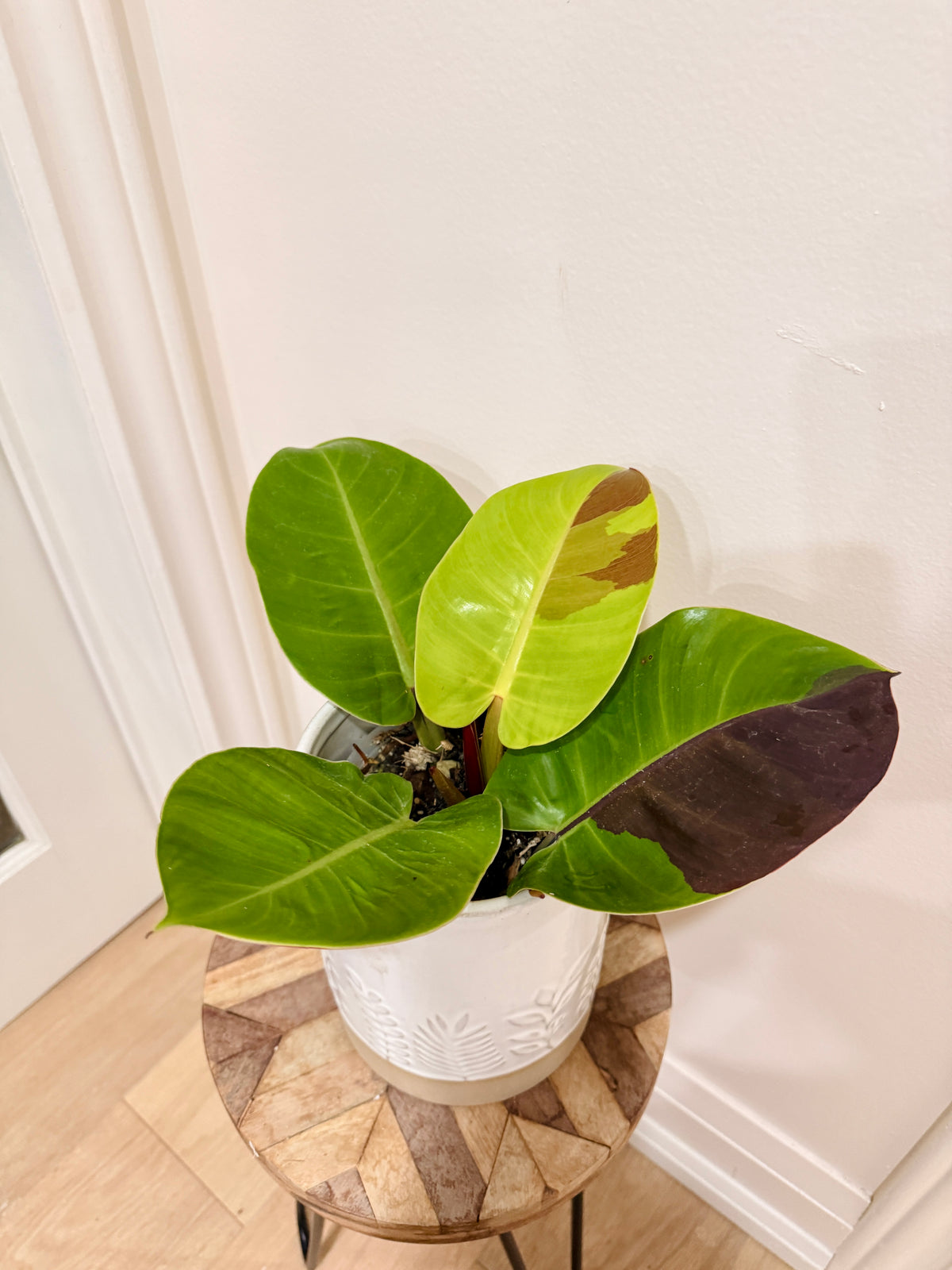 Philodendron Red Moon Variegated