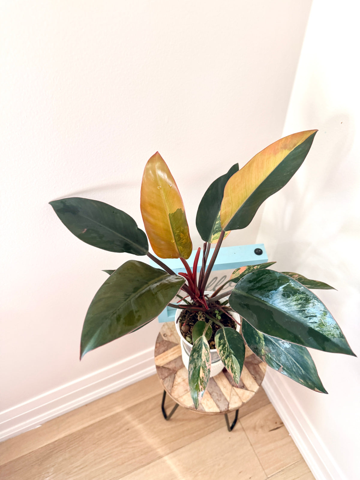 Philodendron Red Congo Variegated