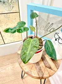 PHILODENDRON EL CHOCO RED X BILLIETIAE VARIEGATE