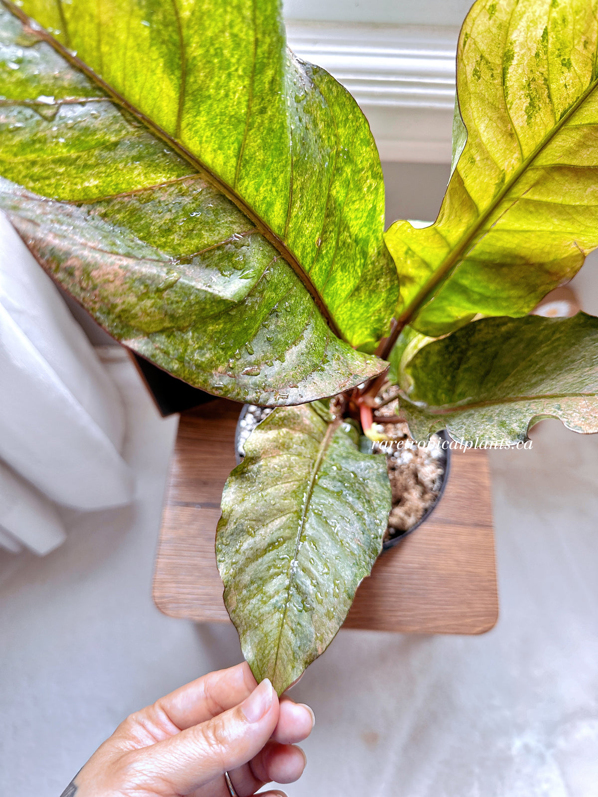 Anthurium Hookeri Pink