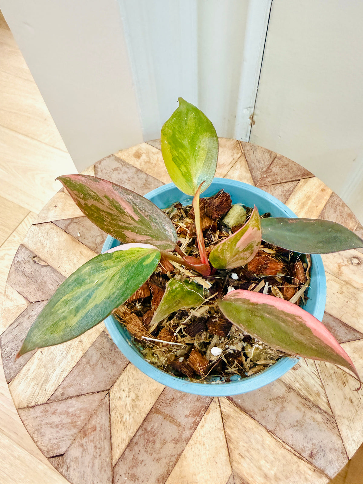 Philodendron Pink Princess Tricolour