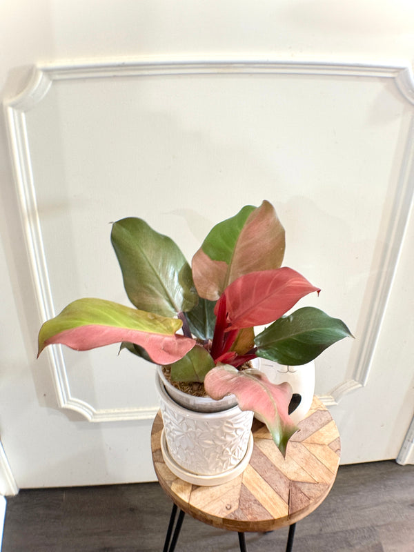 Philodendron Red Cherry Variegated