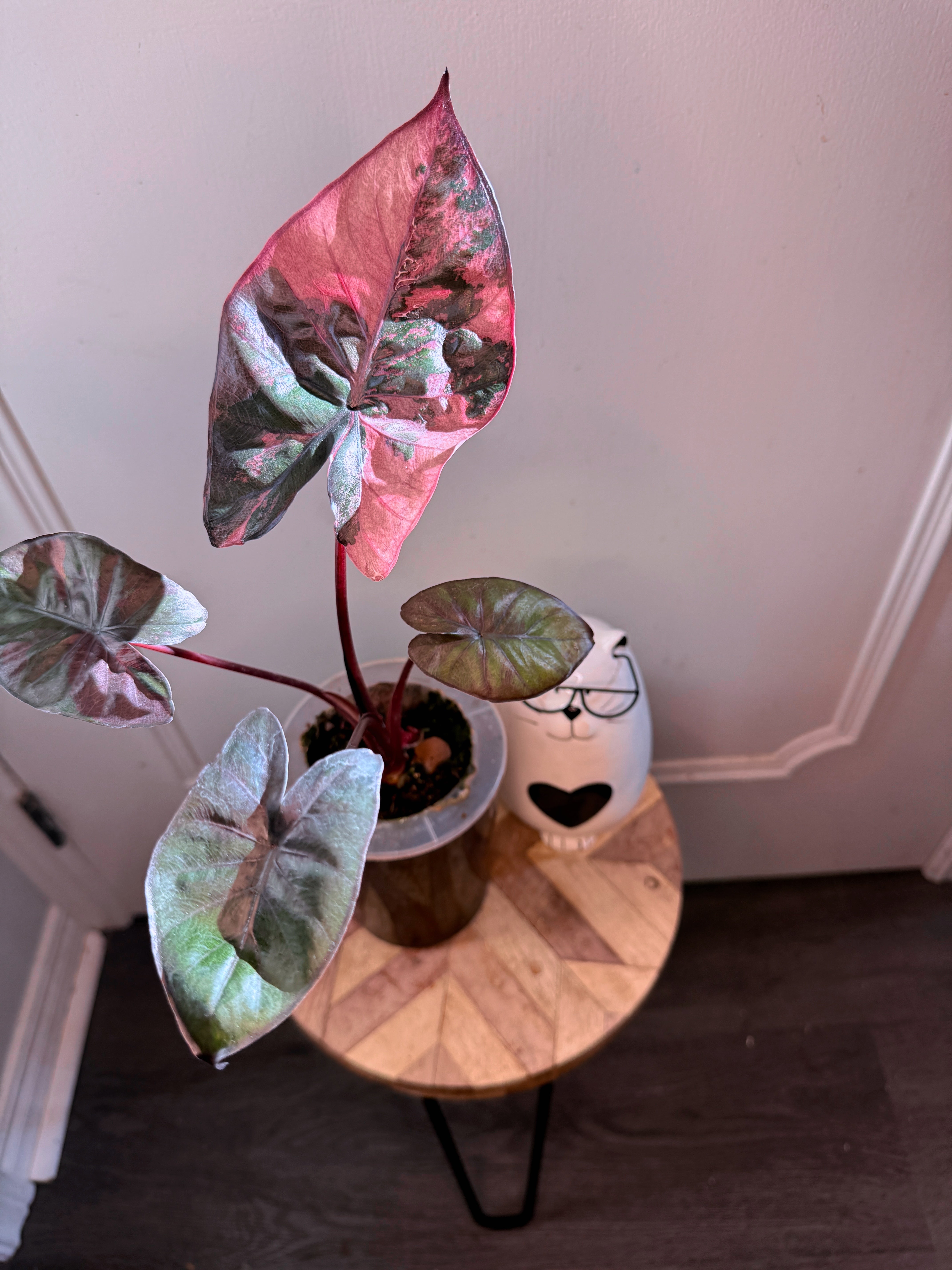 Alocasia Serendipity Variegated – Rare Tropical Plants Canada