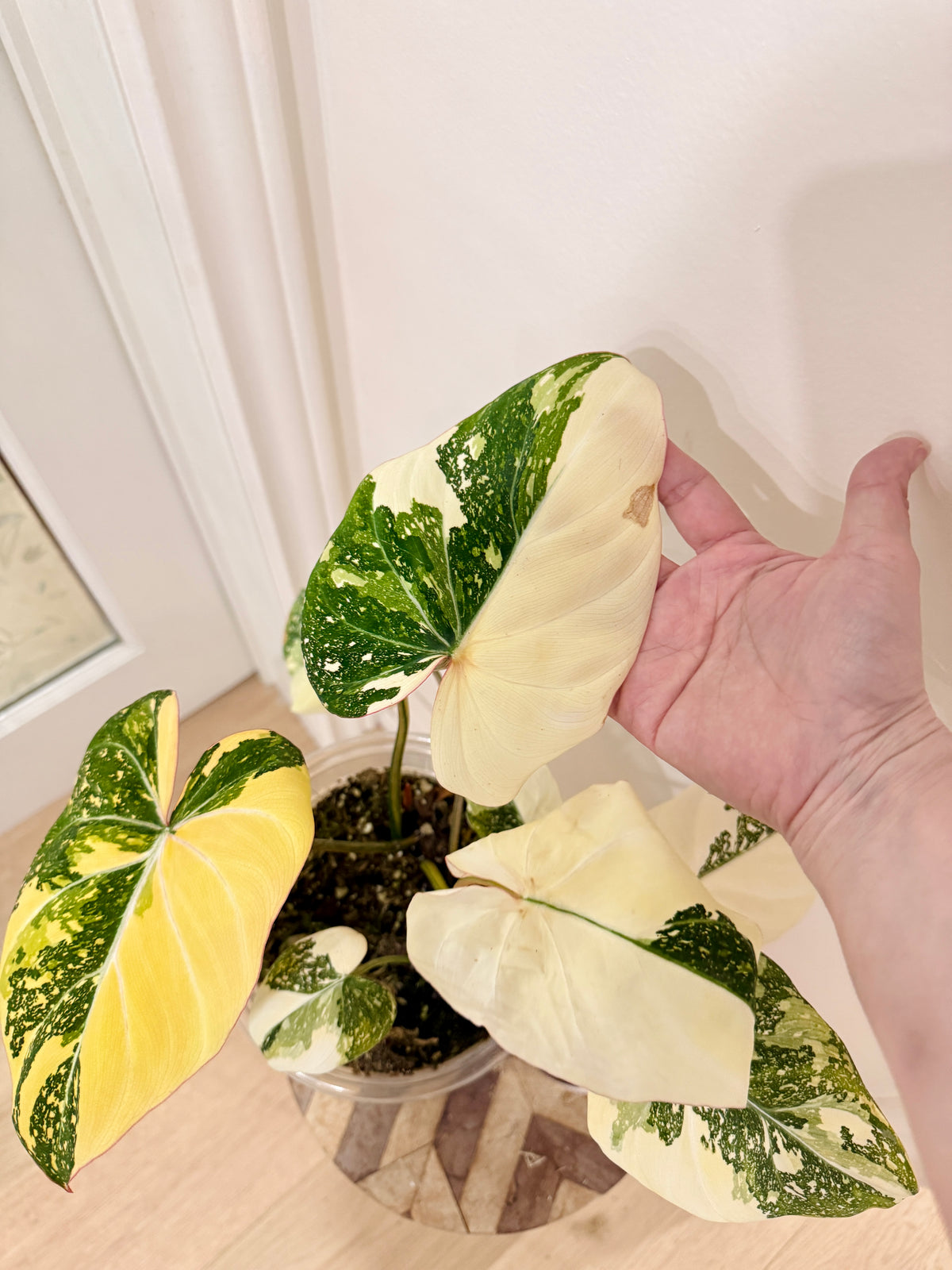 Philodendron Gloriosum Galaxy