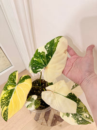 Philodendron Gloriosum Galaxy