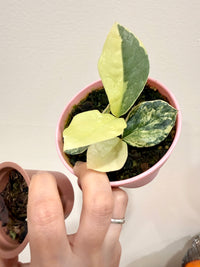ZZ Plant combo of 3
