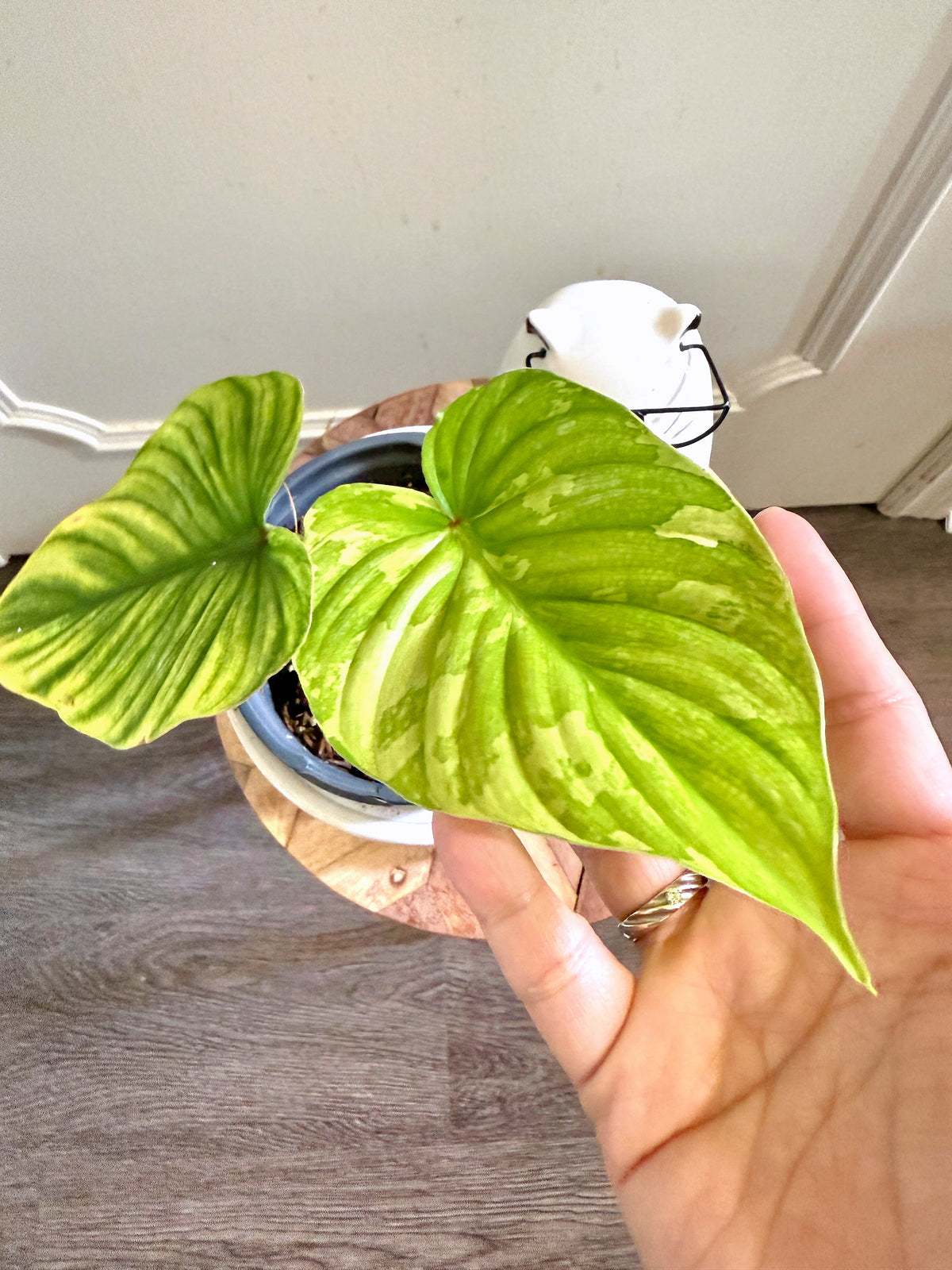 Philodendron Mamei Variegated