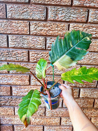 Philodendron Caramel Marble