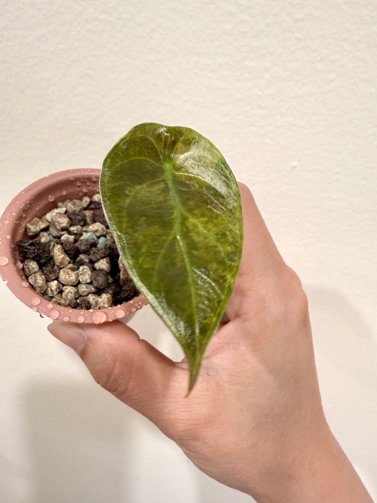 Alocasia Sedenii Aurea