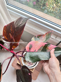 Philodendron Pink Princess Marble King