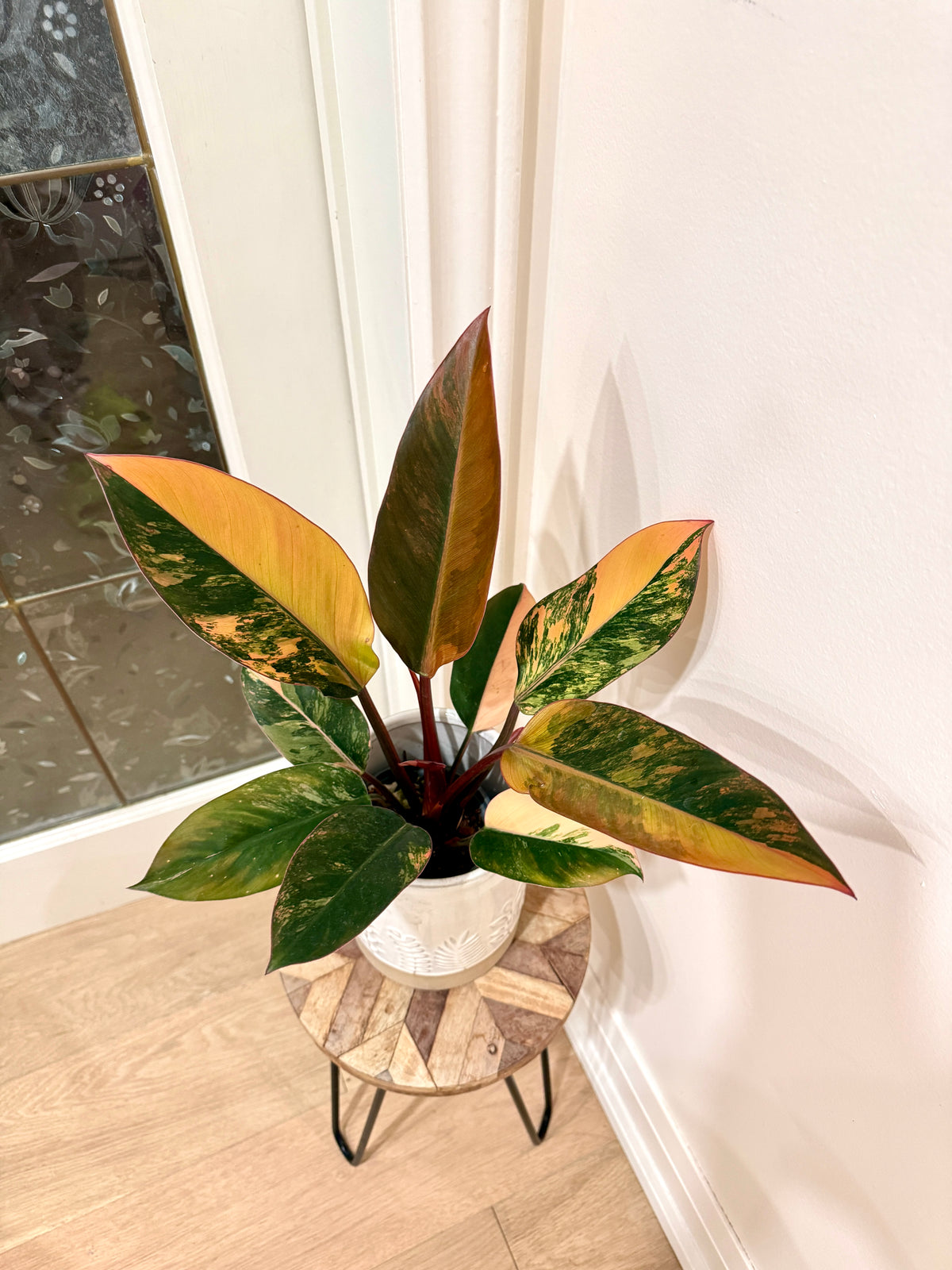Philodendron Red Congo Variegated