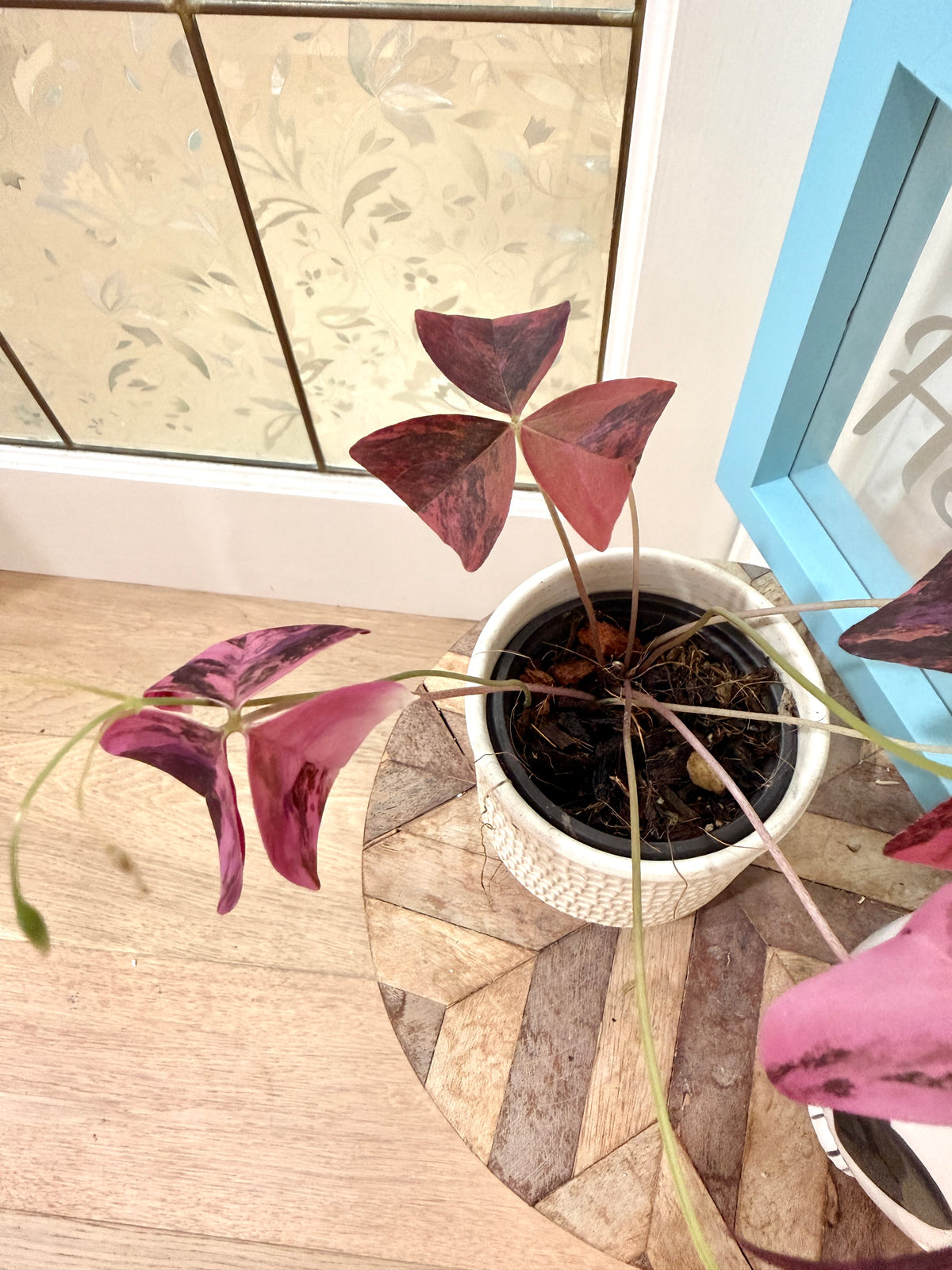 Oxalis Triangularis Variegated