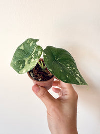 Alocasia Melo Albo
