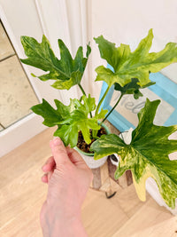 Philodendron Selloum Variegated