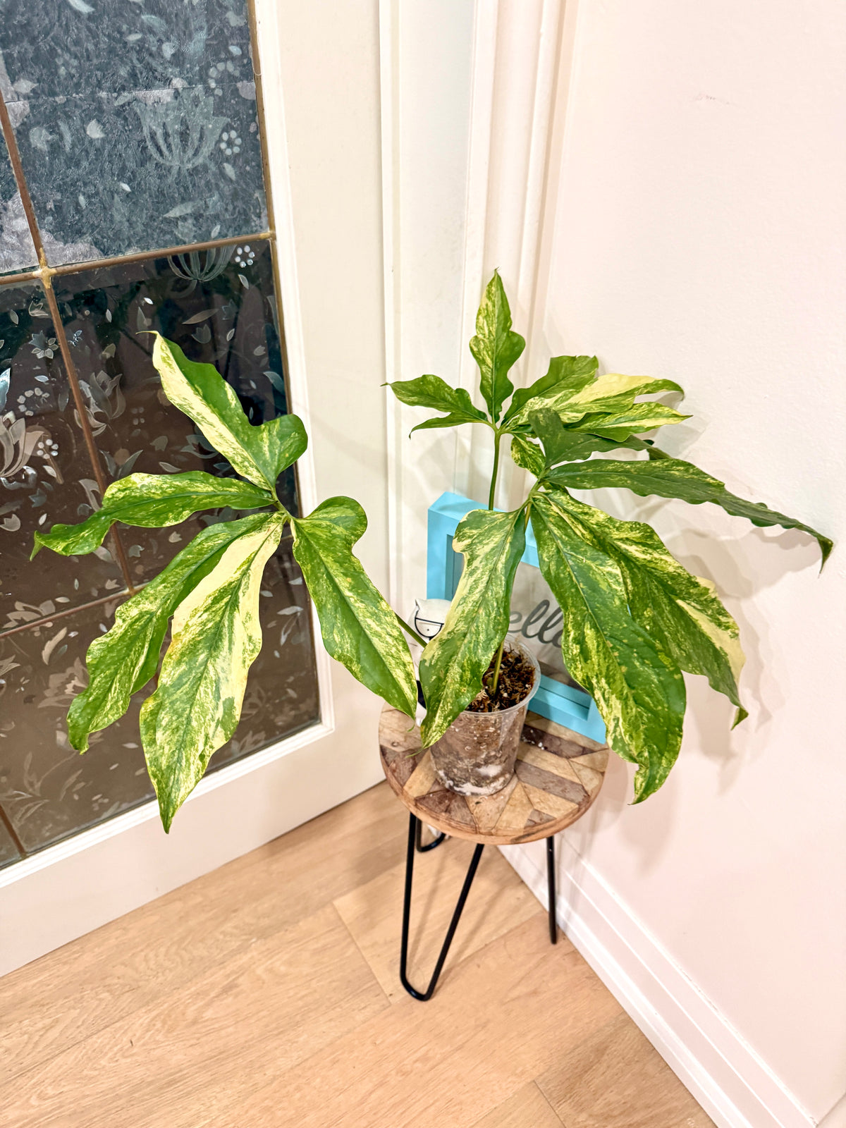 Anthurium clavigerum variegated