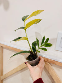 Giant ZZPlant Aurea