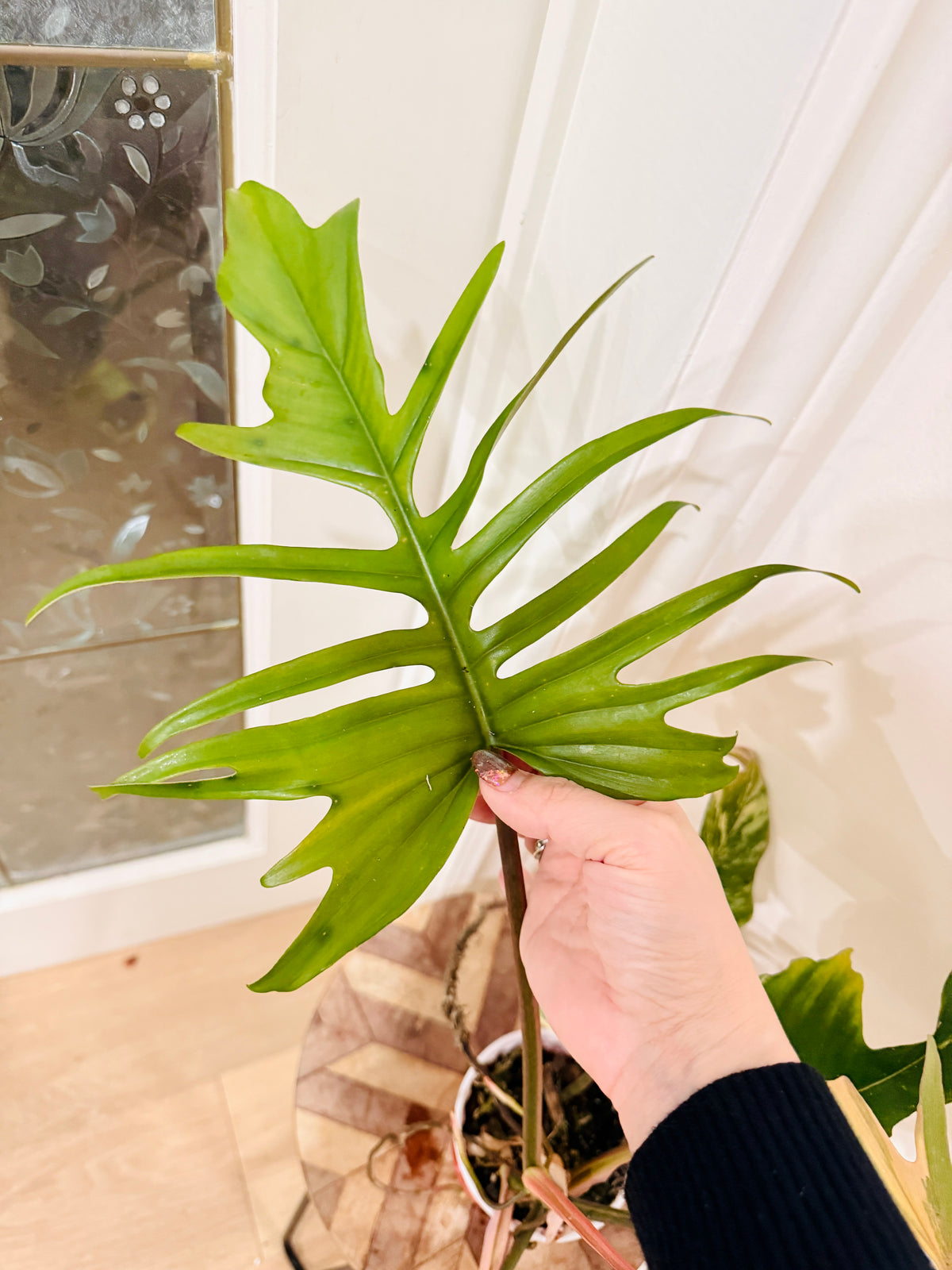 Philodendron Florida x Tortum