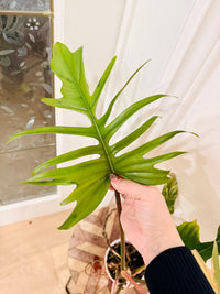 Philodendron Florida x Tortum