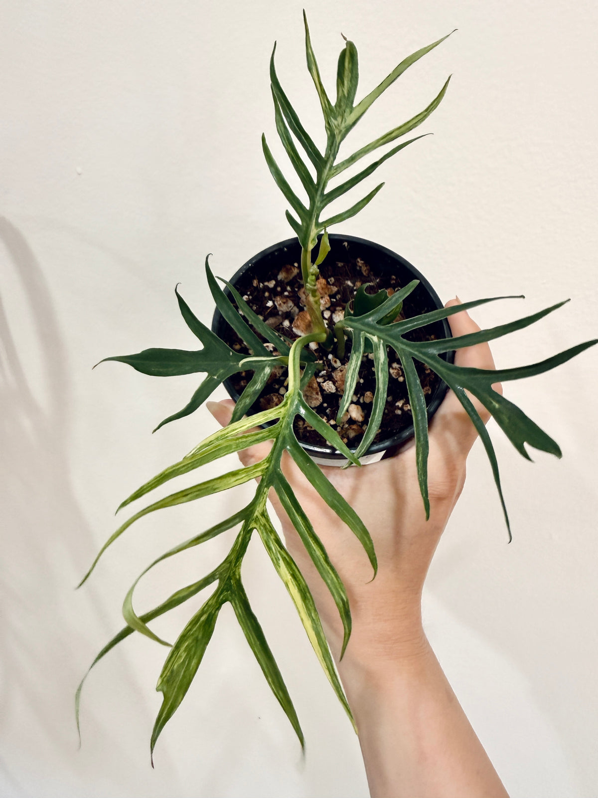 Philodendron Tortum Variegated