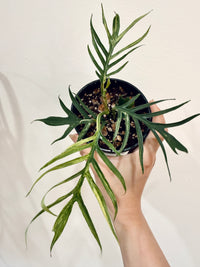 Philodendron Tortum Variegated