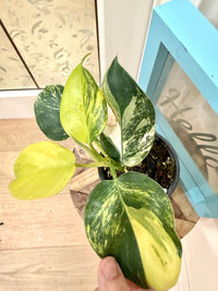 Philodendron White Wizard Tricolour