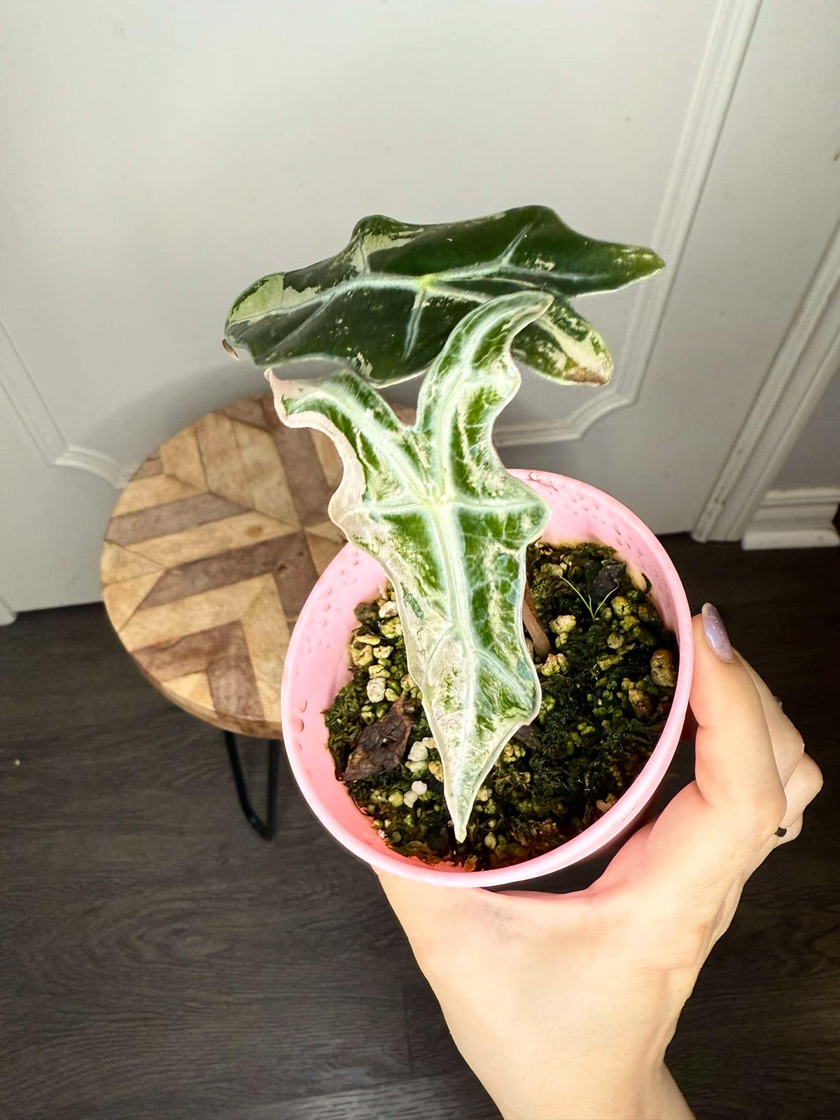 Alocasia Nobilis Pink (from corm)