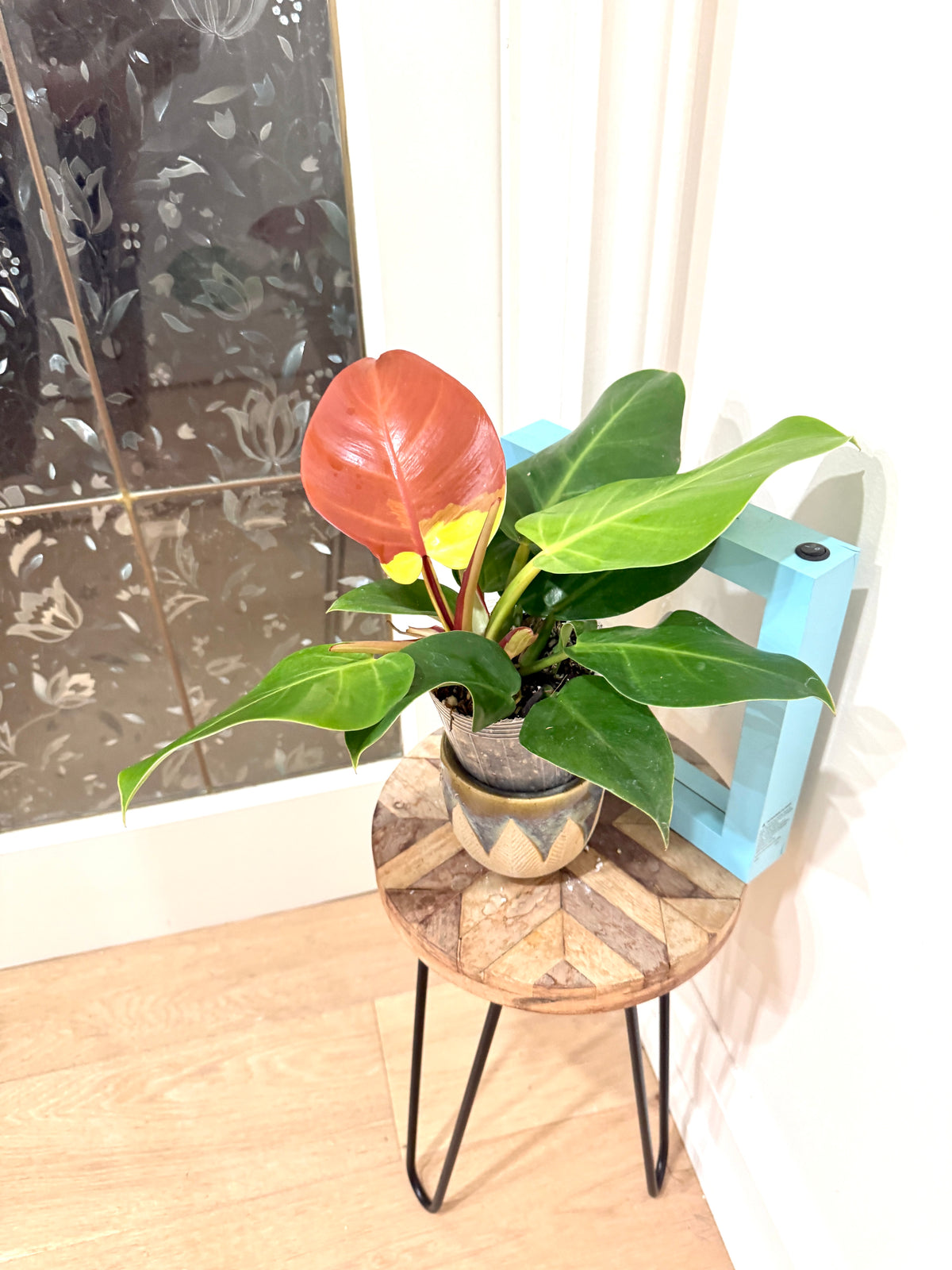 Philodendron Red Moon Variegated