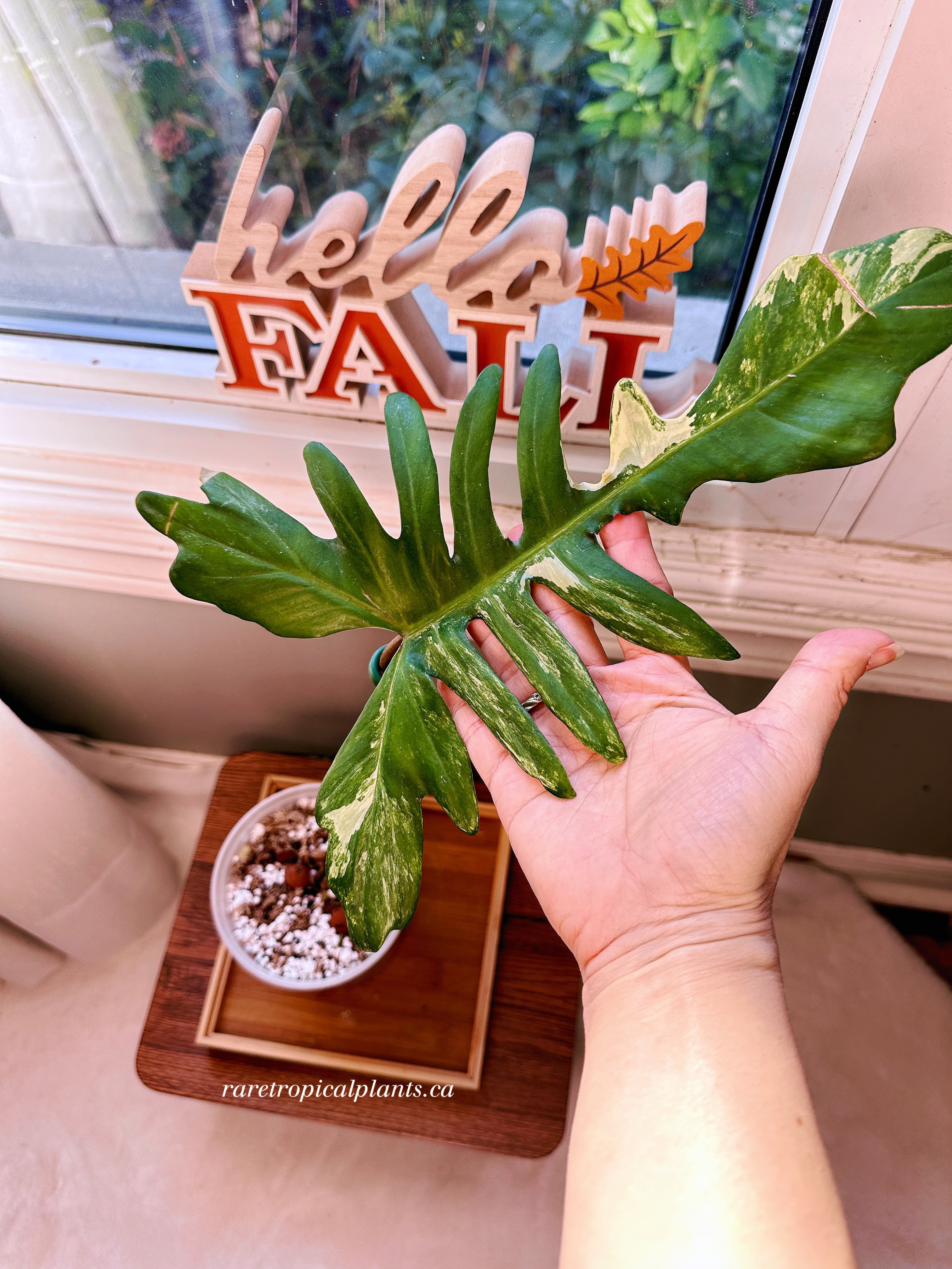 Philodendron Florida x Mayoi Kitina – Rare Tropical Plants Canada