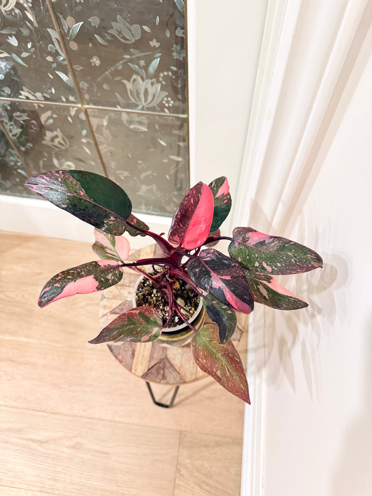 Philodendron Pink Princess Galaxy