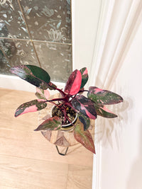 Philodendron Pink Princess Galaxy